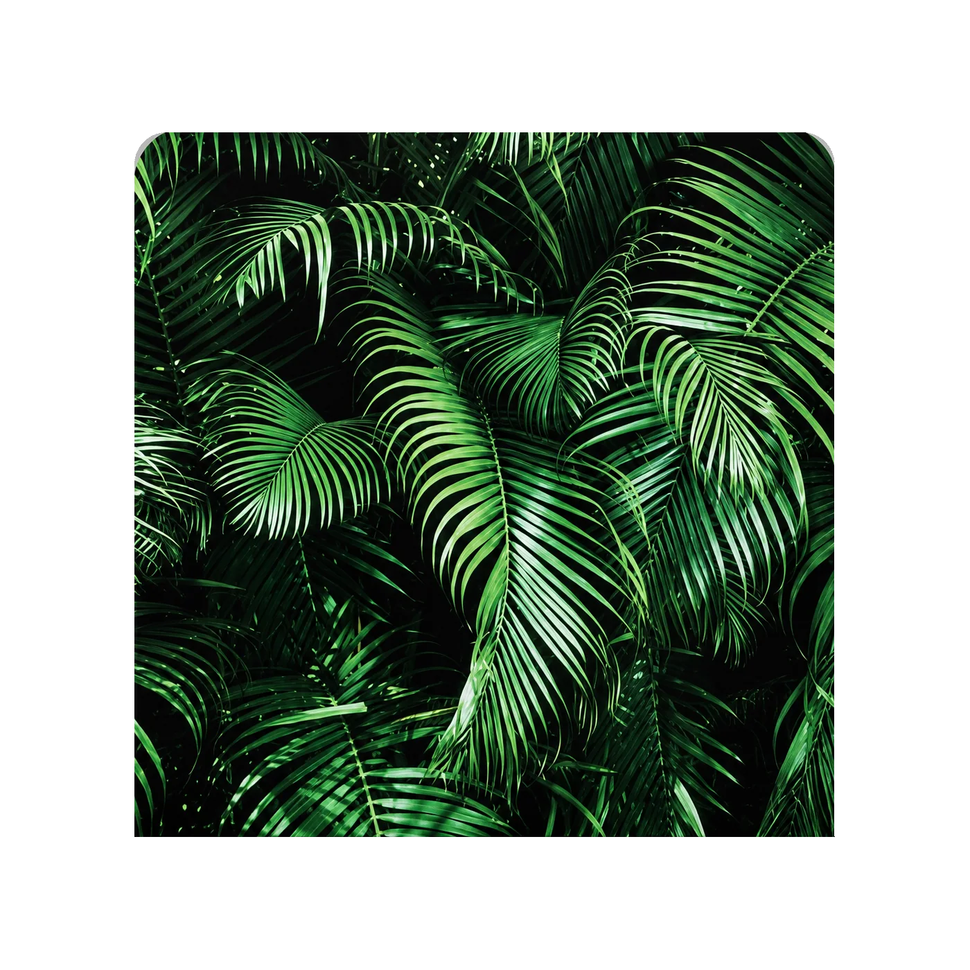 Tropical Palms backdrop